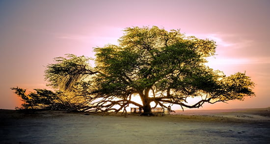 The Mysterious Tree of Life in Bahrain - World Top Top