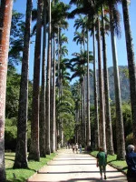 Jardim Botânico - Botanic Garden - Rio de Janeiro