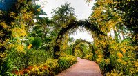 National Botanic-Orchid Garden - Singapore