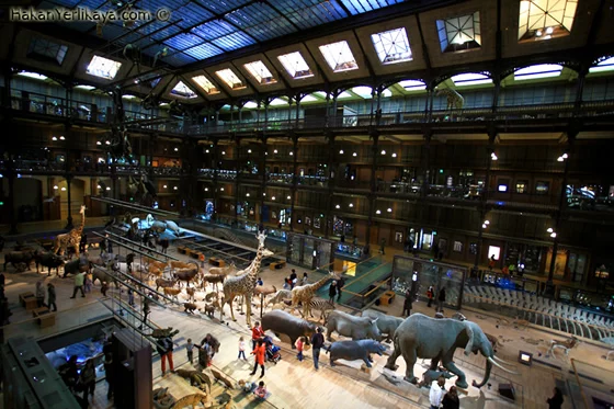 Muséum d'Histoire Naturelle - Grande Galerie de l'évolution