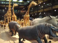 Muséum d'Histoire Naturelle - Grande Galerie de l'évolution