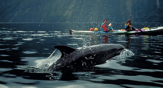 Kayaking with Fiordland Dolphins