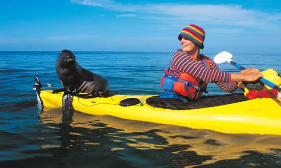 Kayaking with Seals - Abel Tasman national Park
