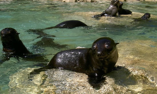 Seals at Tonga Island - Abel Tasman