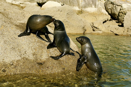 Seals at Tonga Island - Abel Tasman