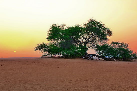 Tree of Life - Bahrain