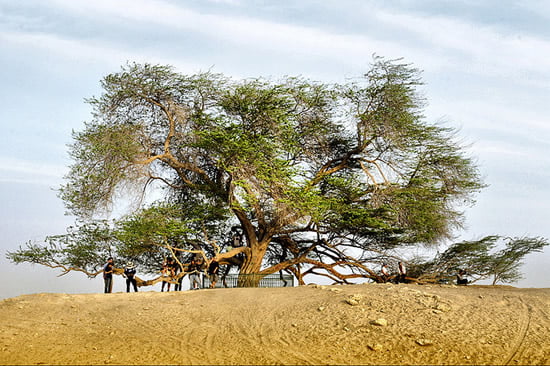 The Mysterious Tree Of Life In Bahrain World Top Top The Mysterious Tree Of Life In Bahrain World Top Top