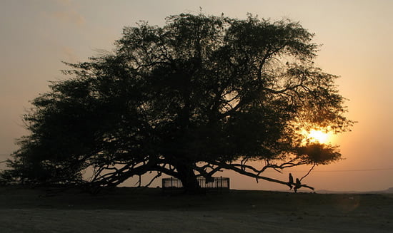 Tree of Life - Bahrain