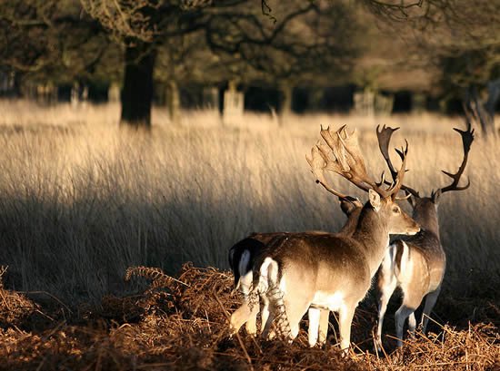 Two deer at Richmond Park