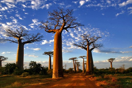 Alley of Baobabs