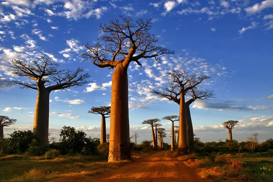 Alley of Baobabs Alley of Baobabs