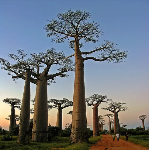 Alley of Baobabs Alley of Baobabs