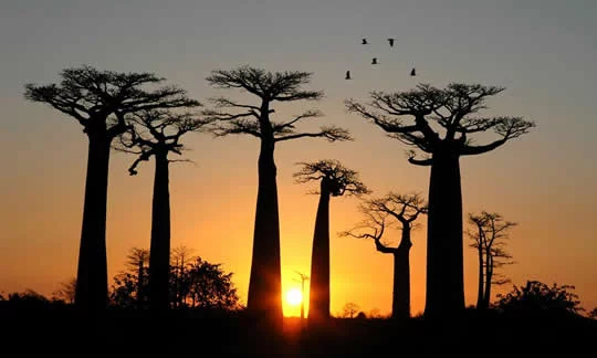 Baobab Avenue Baobab Avenue