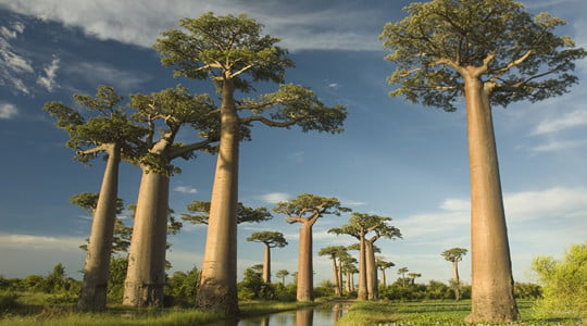 Baobab Avenue