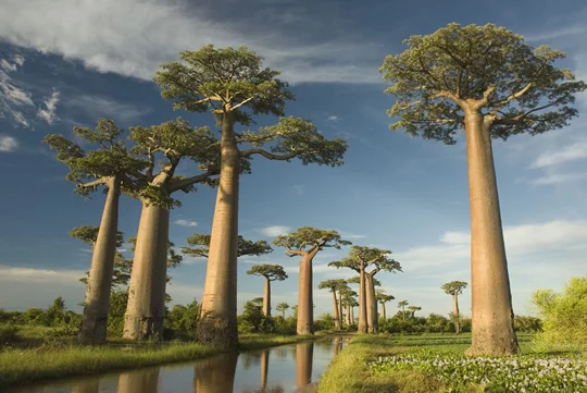 Baobab Avenue Baobab Avenue