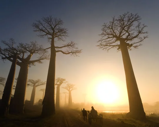 Path of Baobabs Path of Baobabs