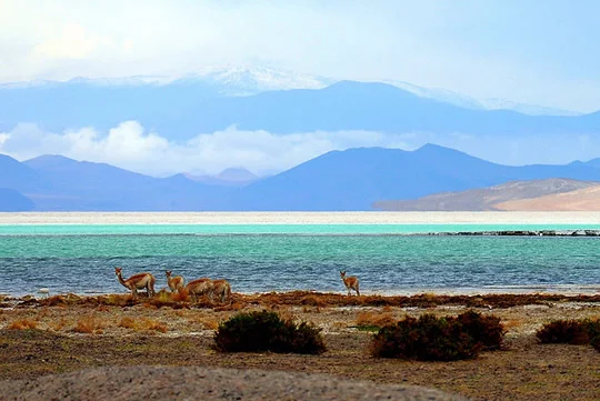 Laguna del Salar del Hombre Muerto Laguna del Salar del Hombre Muerto