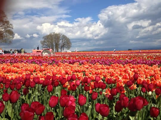 Top 15+ Flower Fields in the World - World Top Top