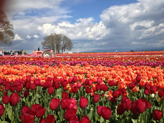 Wooden Shoe Tulip Festival, Oregon - USA