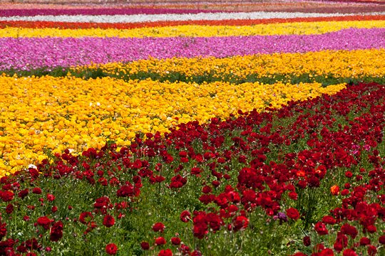 colorful flowers field