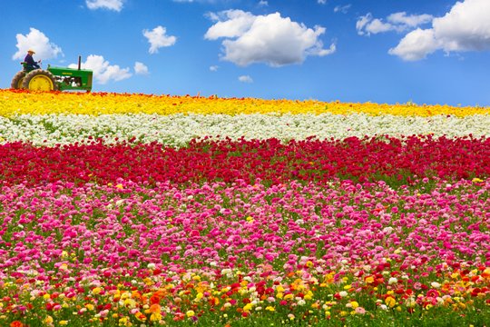 natural flower fields