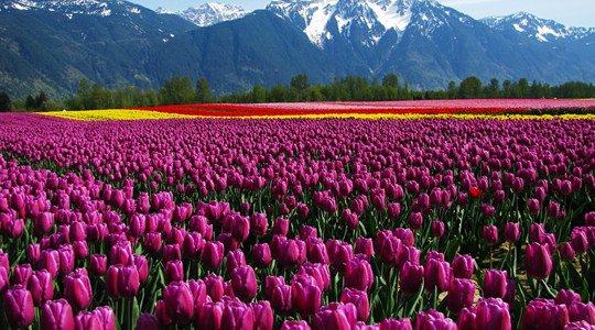Agassiz Tulip Festival and Mt. Cheam – Canada