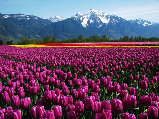 Agassiz Tulip Festival and Mt. Cheam – Canada