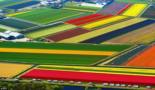 Tulip Flower Fields - Netherlands