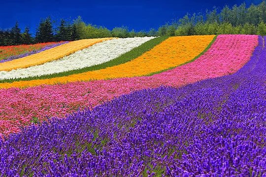 Furano Flower Field - Japan