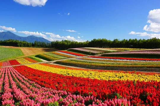 Stunning Photos of Flower Fields in Bloom Around the World
