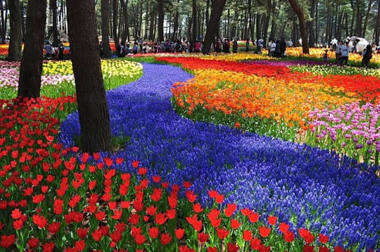 Top 15 Flower Fields In The World