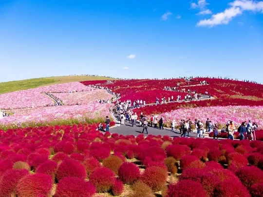 Stunning Photos of Flower Fields in Bloom Around the World