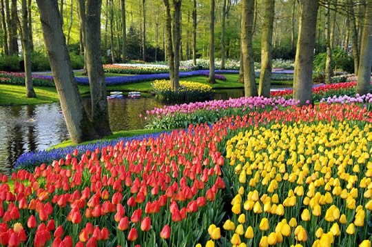 Top 15+ Flower Fields in the World - World Top Top