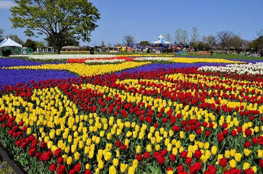 Kisosansen Park Tulip Festival - Japan