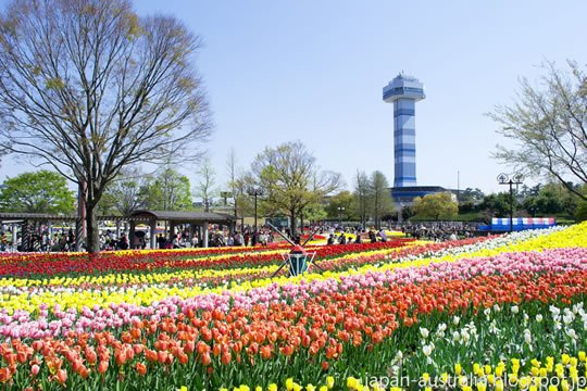 Kisosansen Park Tulip Festival
