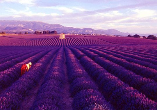 Lavender Flower Fields, Provence - France