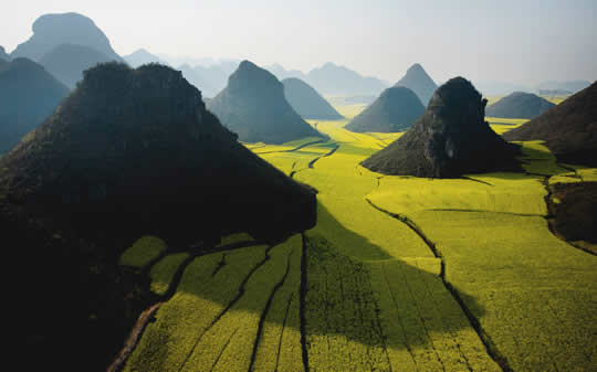 Canola Flower Fields, Luoping County - China