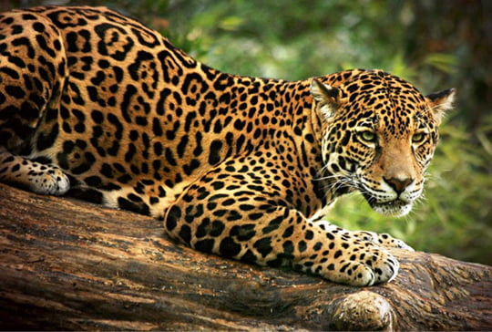 Brazil's Jaguar