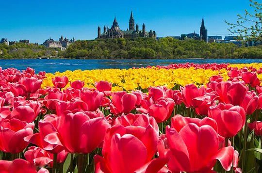 Canadian Tulip Festival, Ottawa - Canada