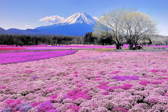 Shibazakura Flowers Field, Takinoue Park - Japan