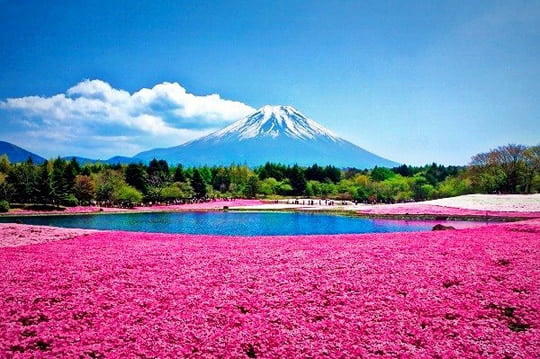 Shibazakura Flowers Field, Takinoue Park - Japan