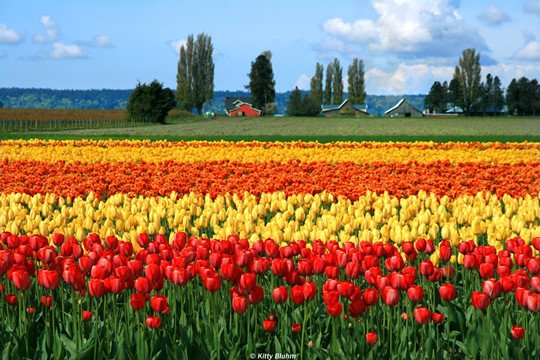 Top 15+ Flower Fields in the World - World Top Top