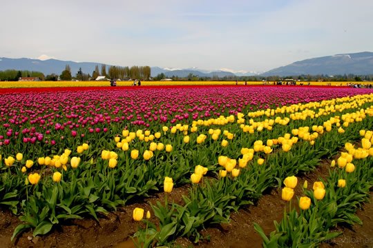 Top 15+ Flower Fields in the World - World Top Top