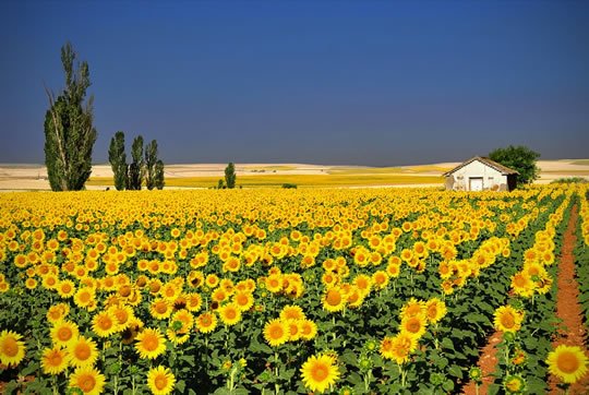 Sunflower Fields, Andalucia - Spain