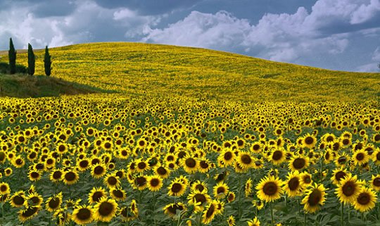 Sunflower Fields, Tuscany - Italy