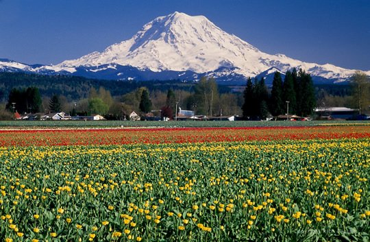 Flower Fields and Mt. Rainier, Washington