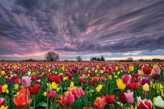 Wooden Shoe Tulip Festival, Oregon - USA