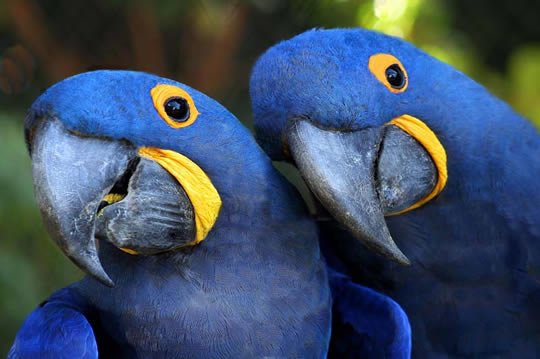 Brazilian Blue Macaws