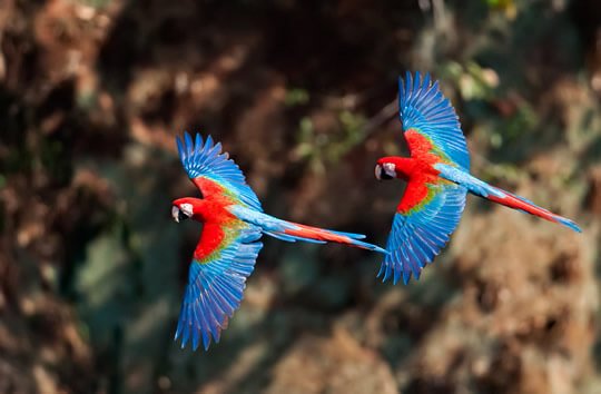 Brazilian Red Macaws