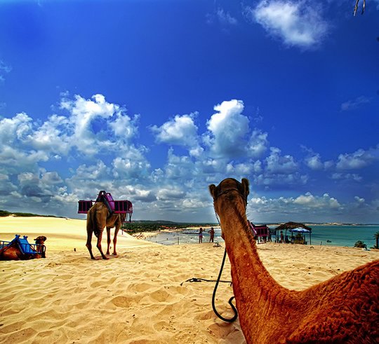 Camels on Genipabu Dunes - Rio Grande do Norte